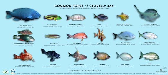 Clovelly_Fish_ID_sign_for_GBSDC_wedsite.jpg