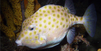 SmoothBoxfish.gif